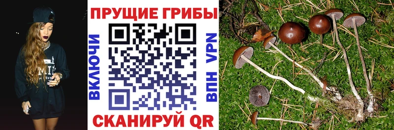 купить наркотики сайты  Комсомольск-на-Амуре  Псилоцибиновые грибы Cubensis 